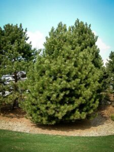 Сосна Чёрная (Pinus Nigra) купить по цене от 270.00р. в интернет-магазине «Посадика» с доставкой почтой в в Данкове и по всей России – [изображение №1].