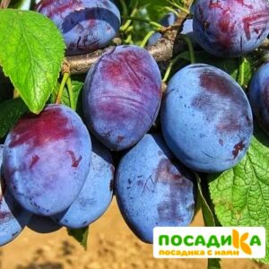 Слива Чачакская ранняя купить по цене от 229.00р. в интернет-магазине «Посадика» с доставкой почтой в в Данкове и по всей России – [изображение №1].