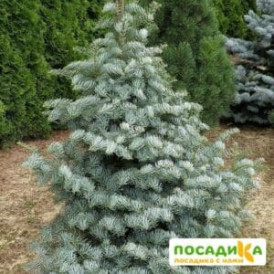 Пихта одноцветная (калифорнийская) купить по цене от 500.00р. в интернет-магазине «Посадика» с доставкой почтой в в Данкове и по всей России – [изображение №1].