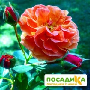 Роза Арабия купить по цене от 350.00р. в интернет-магазине «Посадика» с доставкой почтой в в Данкове и по всей России – [изображение №1].