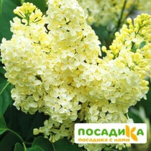 Сирень Примроуз (Primrose) купить по цене от 529.00р. в интернет-магазине «Посадика» с доставкой почтой в в Данкове и по всей России – [изображение №1].