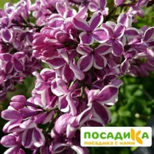 Сирень Сенсация купить по цене от 529.00р. в интернет-магазине «Посадика» с доставкой почтой в в Данкове и по всей России – [изображение №1].