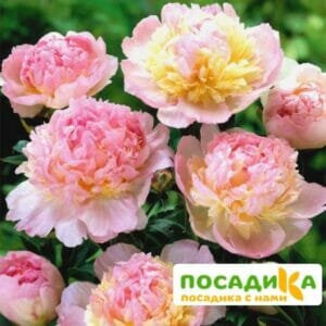 Пион Распберри Сандей (Paeonia Raspberry Sundae) купить по цене от 959р. в интернет-магазине «Посадика» с доставкой почтой в в Данкове и по всей России – [изображение №1].