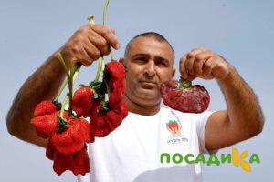 Клубника Гигант Джорнея купить по цене от 266р. в интернет-магазине «Посадика» с доставкой почтой в в Данкове и по всей России – [изображение №1].