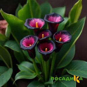 Калла Аура Лейс купить по цене от 400р. в интернет-магазине «Посадика» с доставкой почтой в в Данкове и по всей России – [изображение №1].