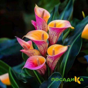 Калла Оникс купить по цене от 450р. в интернет-магазине «Посадика» с доставкой почтой в в Данкове и по всей России – [изображение №1].