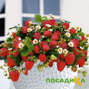 Клубника Рубиновый Шепот (горшечная) купить по цене от 240р. в интернет-магазине «Посадика» с доставкой почтой в в Данкове и по всей России – [изображение №1].