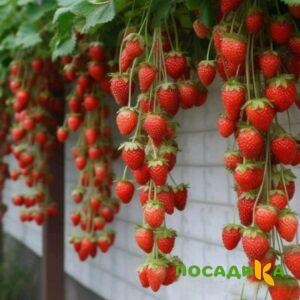 Клубника вьющаяся Комплимент купить по цене от 470р. в интернет-магазине «Посадика» с доставкой почтой в в Данкове и по всей России – [изображение №1].