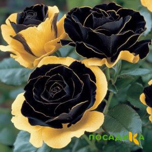 Роза Ханни Сикл купить по цене от 700р. в интернет-магазине «Посадика» с доставкой почтой в в Данкове и по всей России – [изображение №1].