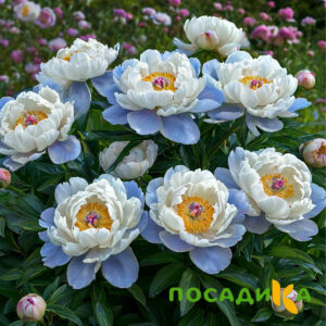 Пион акварельный Этюд купить по цене от 806р. в интернет-магазине «Посадика» с доставкой почтой в в Данкове и по всей России – [изображение №1].
