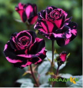 Роза Багровый Шепот купить по цене от 366р. в интернет-магазине «Посадика» с доставкой почтой в в Данкове и по всей России – [изображение №1].