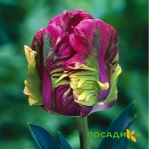 Тюльпан Экзотик Хэвен купить по цене от 186р. в интернет-магазине «Посадика» с доставкой почтой в в Данкове и по всей России – [изображение №1].